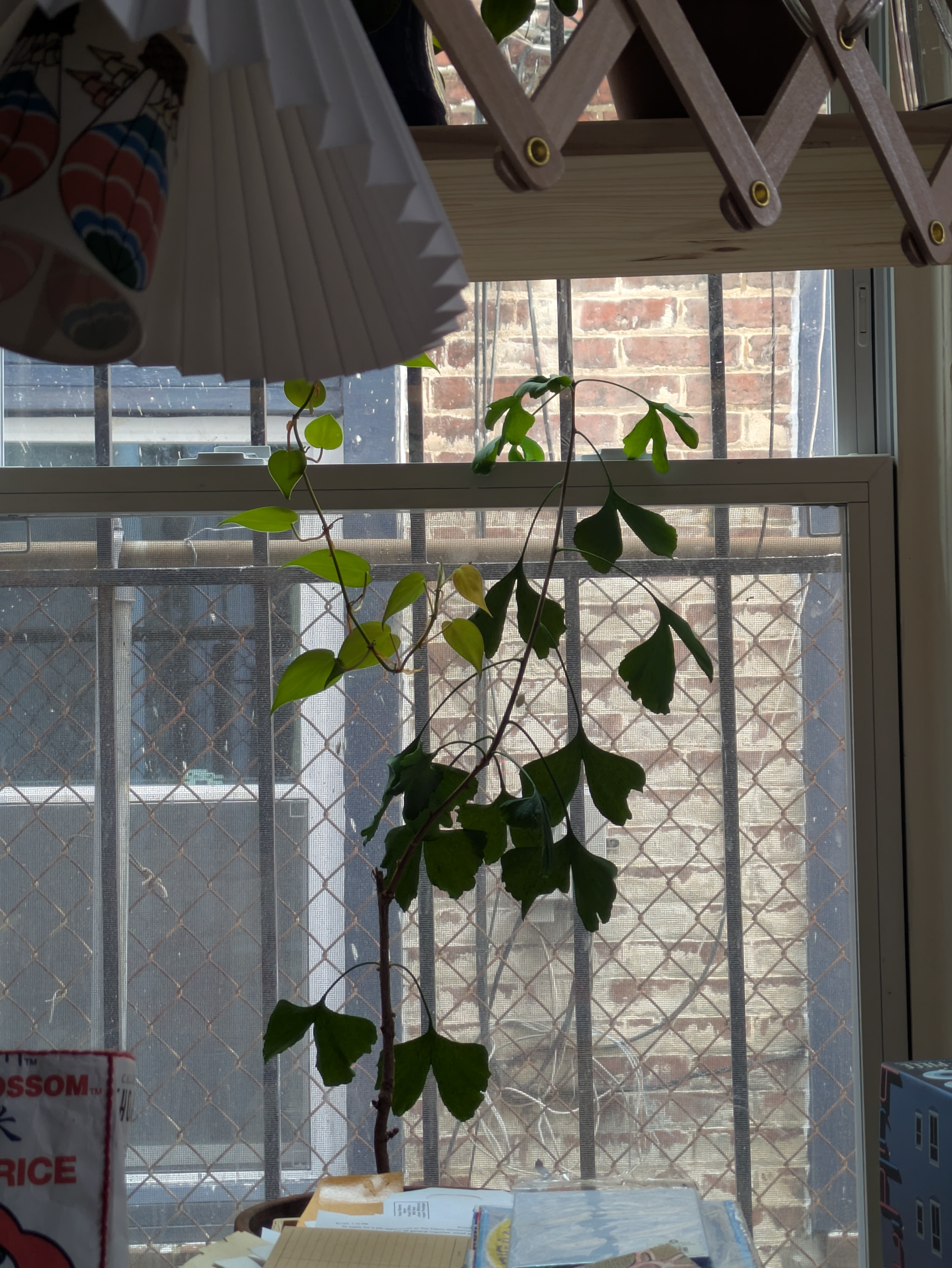 PXL_20250918_143130691.jpg|300